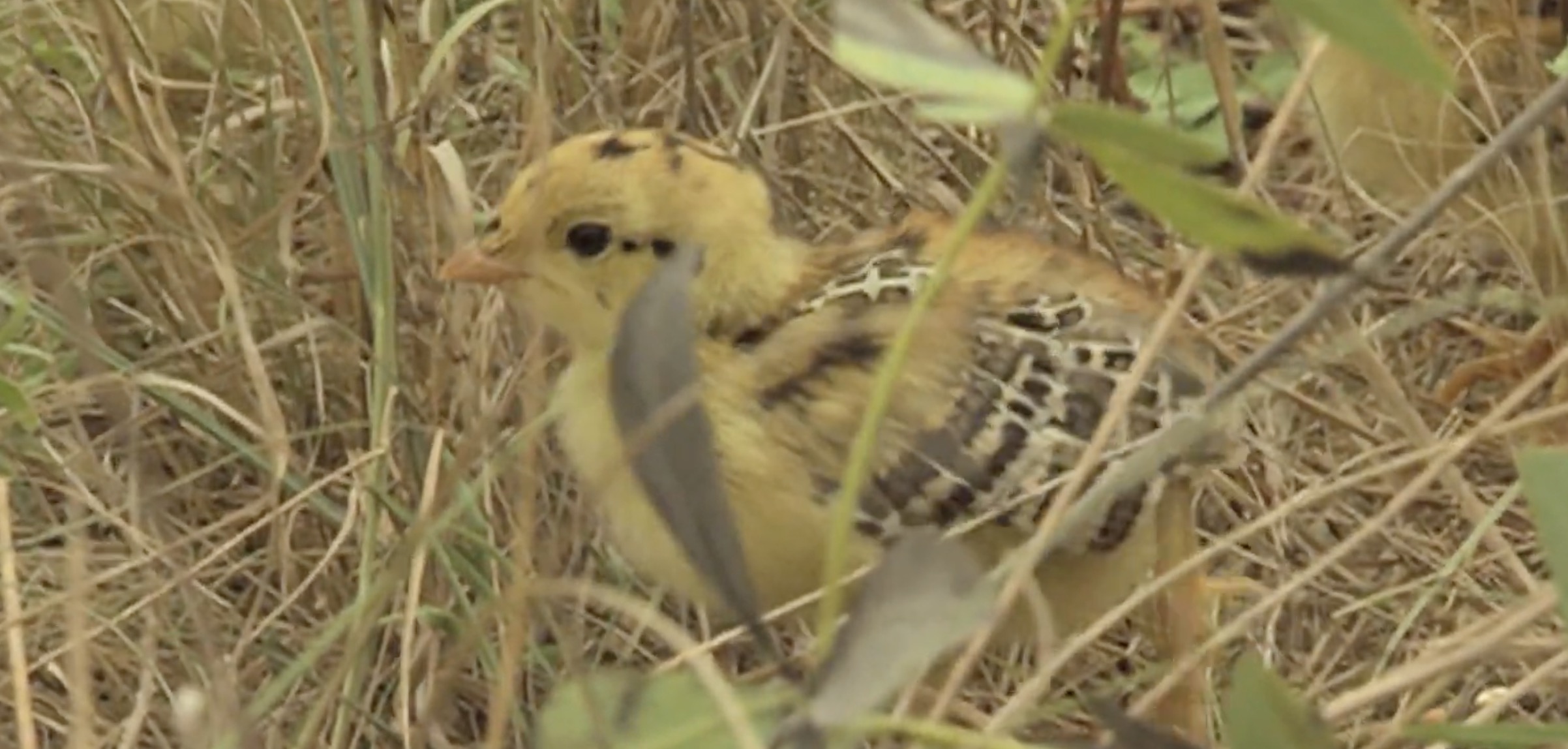 Comparison of nesting success between Greater and Attwater's Prairie Chickens