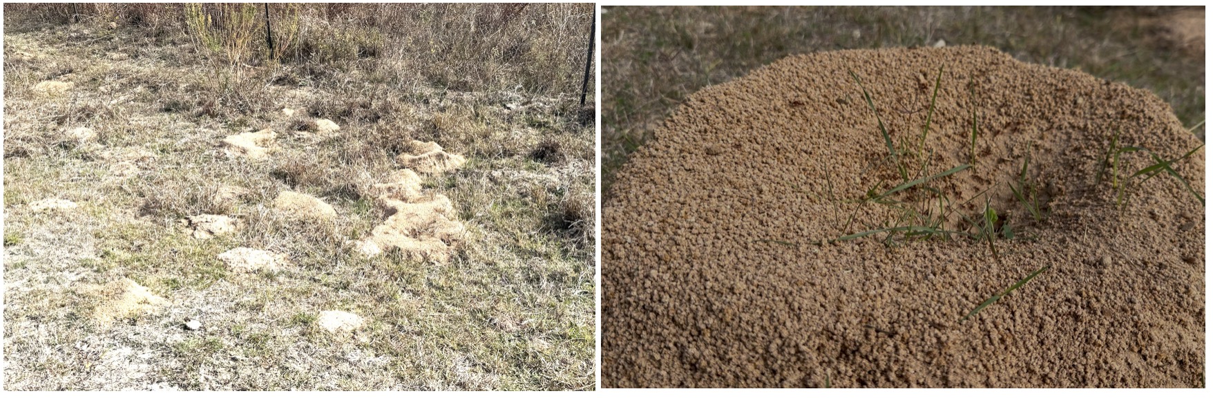 Fire ant colonies in the Attwater Prairie Chicken Refuge