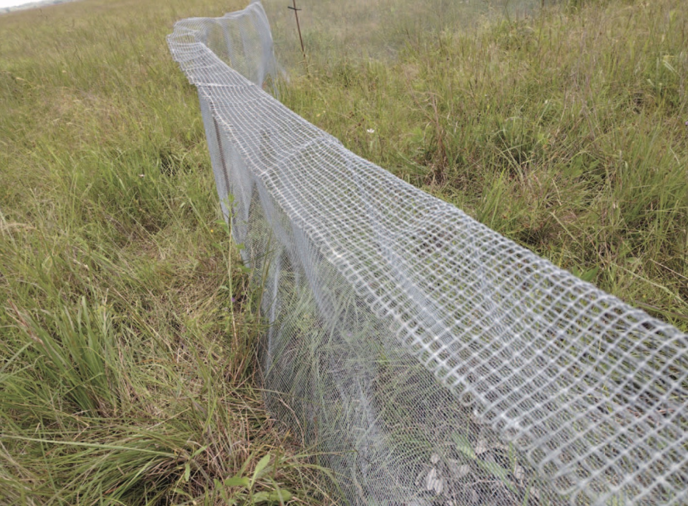 Hardware-cloth predator deterrent fence protecting Attwater's Prairie Chicken nest