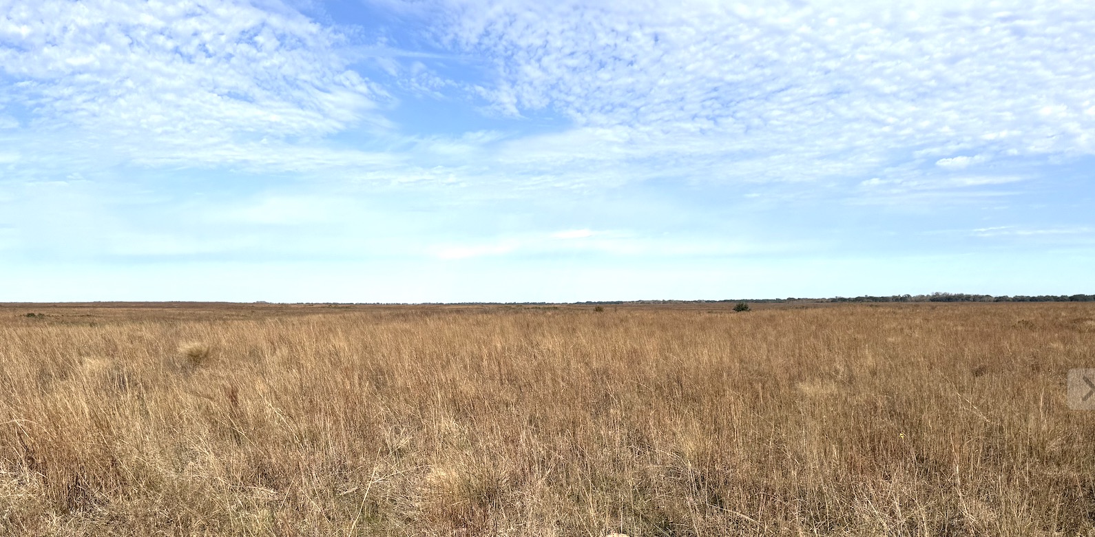 Texas coastal prairie habitat