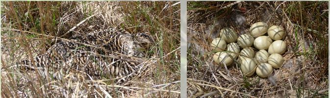 Greater Prairie-Chicken hen incubating in the wild and her 14-egg clutch