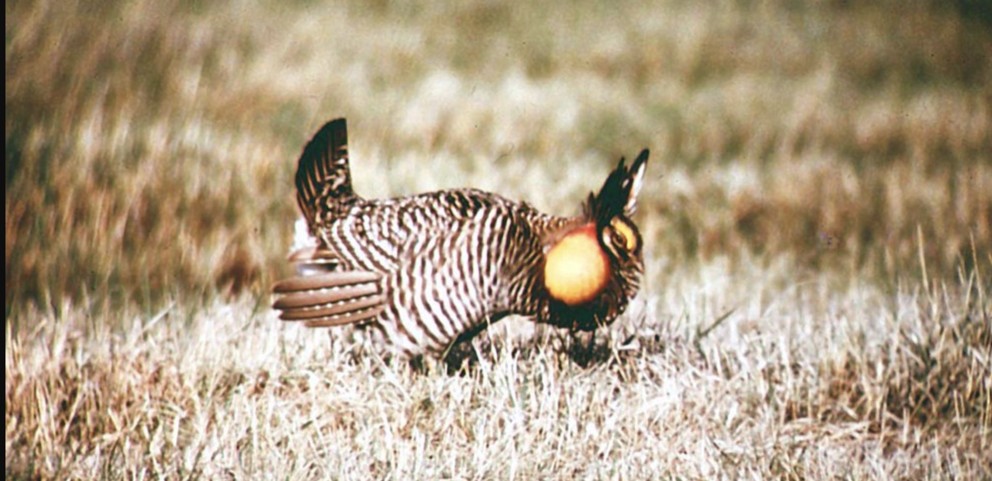 Attwater's Prairie Chicken displaying